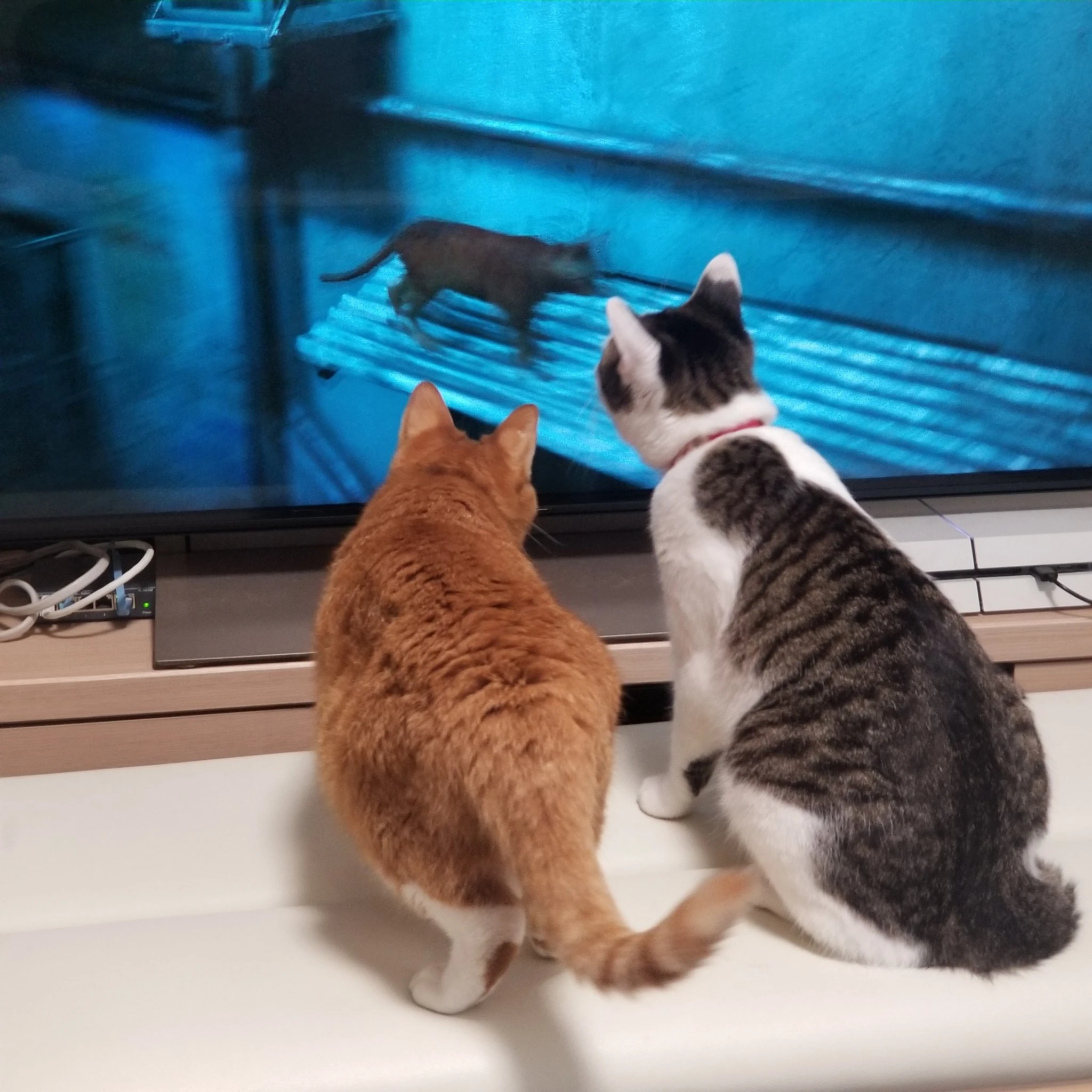 超逼真流浪猫探险游戏《Stray》爆红!引起家中猫咪连锁反应超有趣!