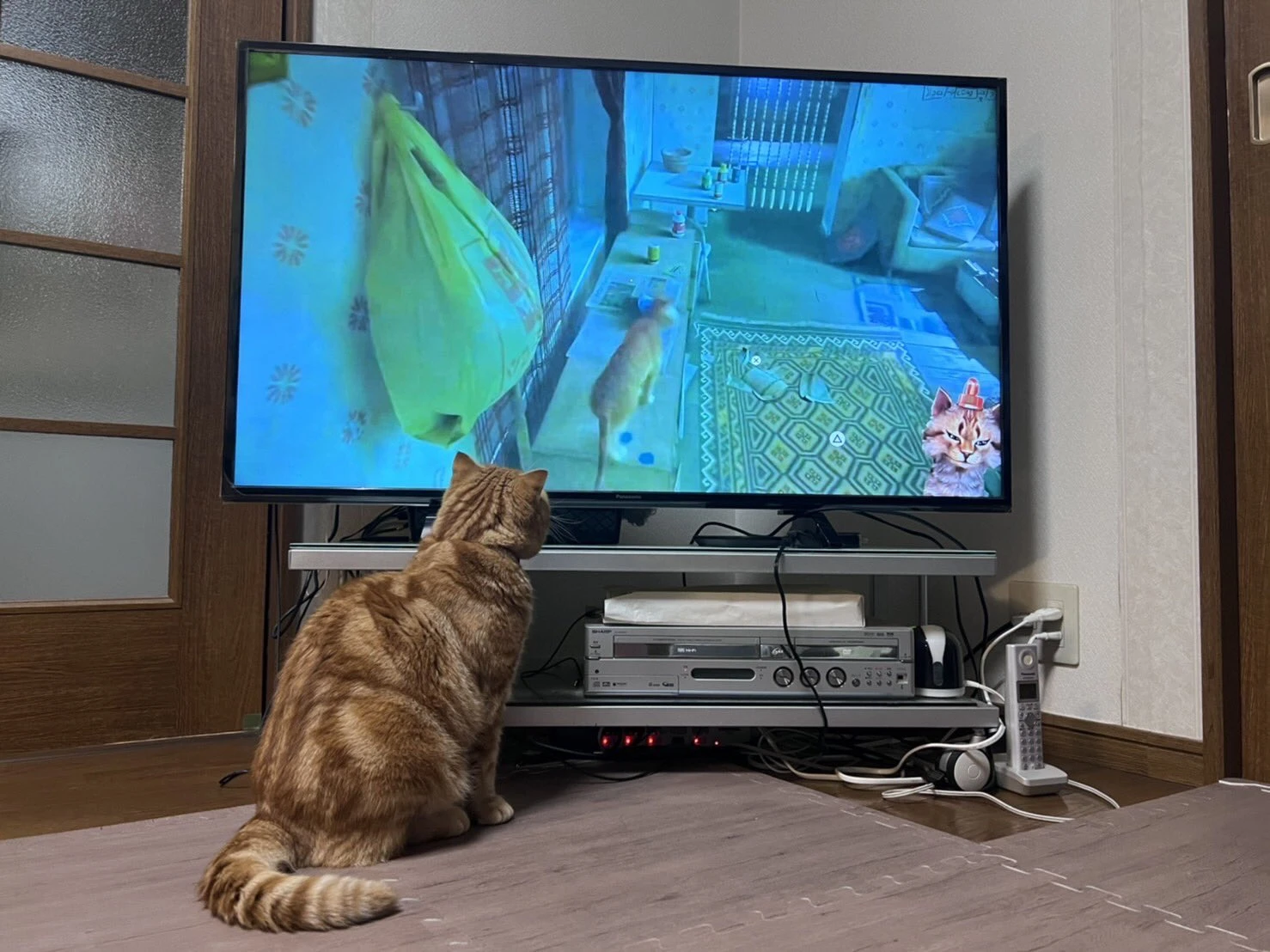 超逼真流浪猫探险游戏《Stray》爆红!引起家中猫咪连锁反应超有趣!