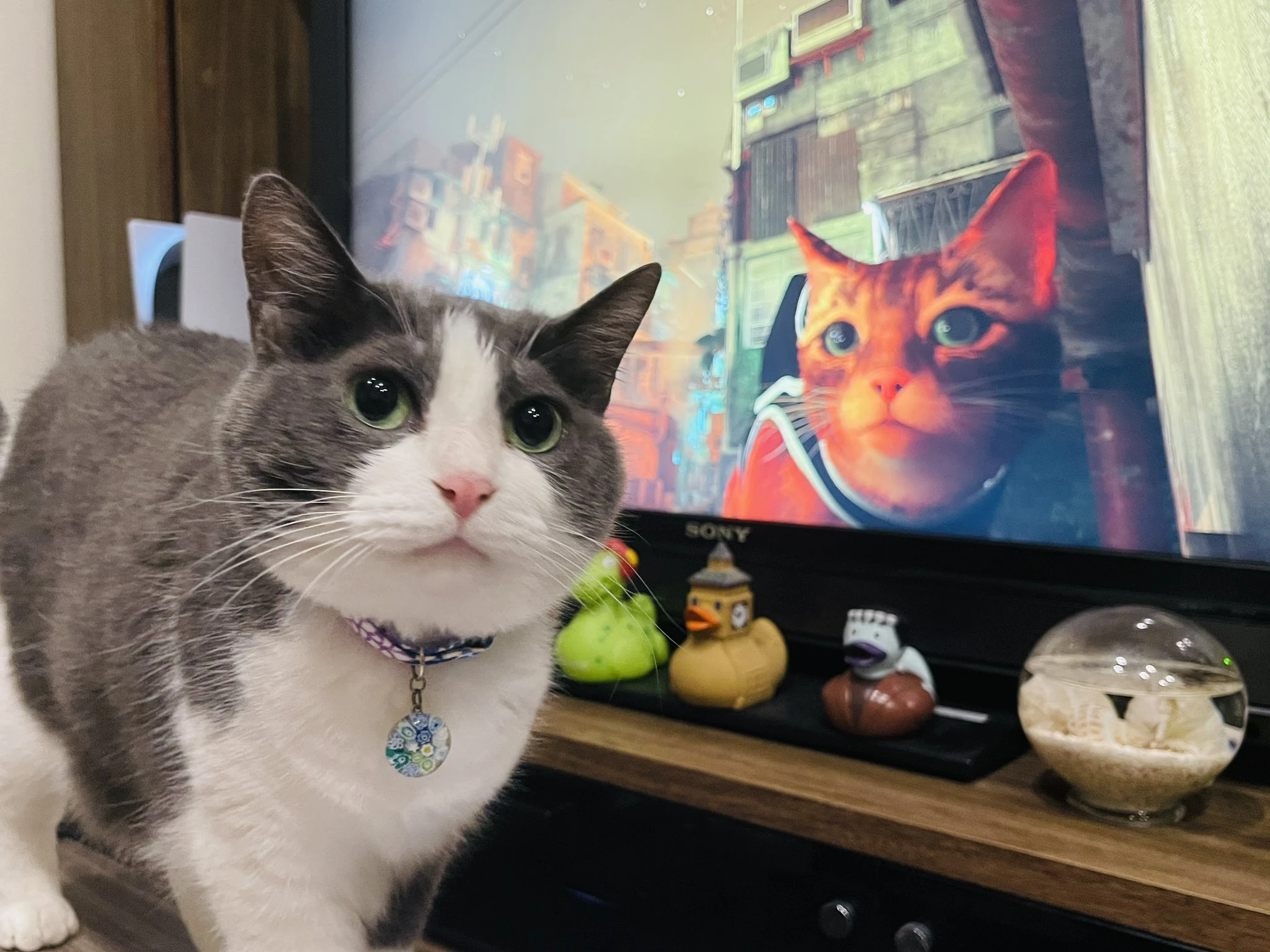超逼真流浪猫探险游戏《Stray》爆红!引起家中猫咪连锁反应超有趣!
