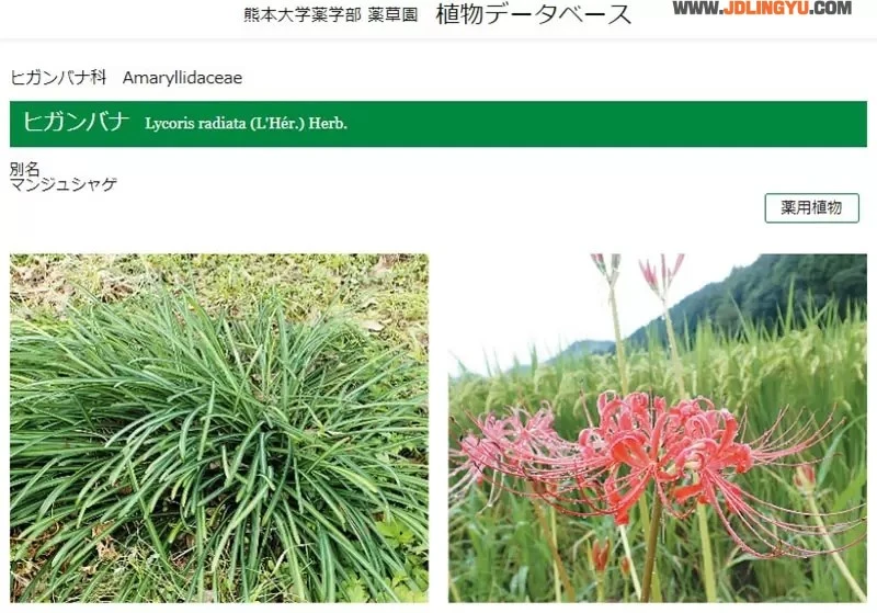 《COSER千万不要学》莉可丽丝11话过场插画掀波澜 乱含彼岸花其实超危险？