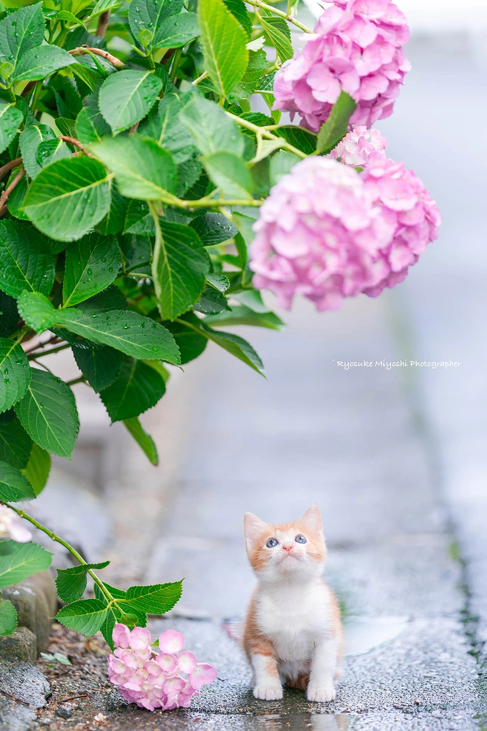 来看你拍了什么！《猫咪兼当摄影助理》踮起脚尖检查照片成果