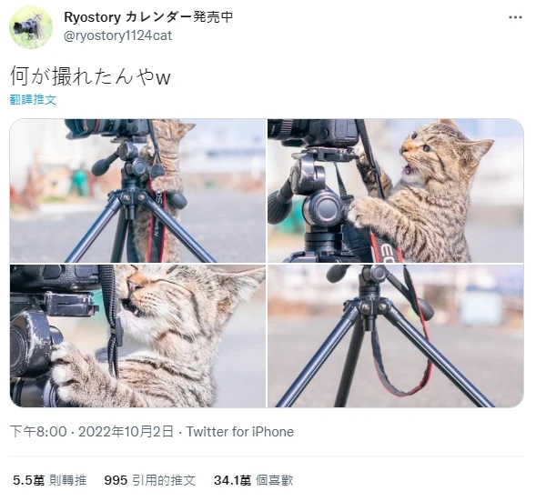 来看你拍了什么！《猫咪兼当摄影助理》踮起脚尖检查照片成果