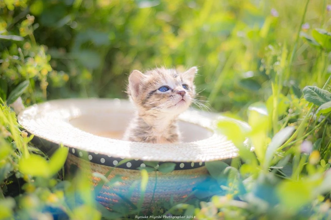 来看你拍了什么！《猫咪兼当摄影助理》踮起脚尖检查照片成果