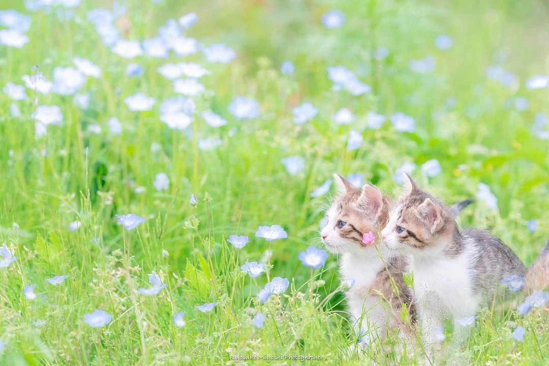 来看你拍了什么！《猫咪兼当摄影助理》踮起脚尖检查照片成果