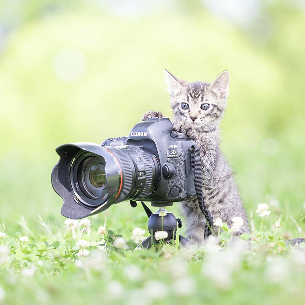 来看你拍了什么！《猫咪兼当摄影助理》踮起脚尖检查照片成果