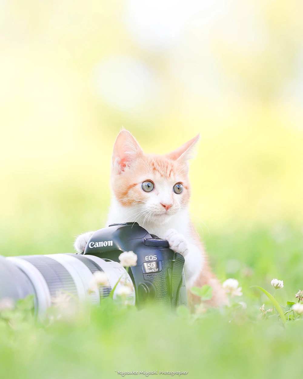 来看你拍了什么！《猫咪兼当摄影助理》踮起脚尖检查照片成果