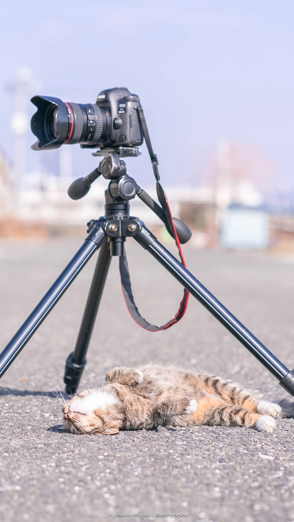 来看你拍了什么！《猫咪兼当摄影助理》踮起脚尖检查照片成果