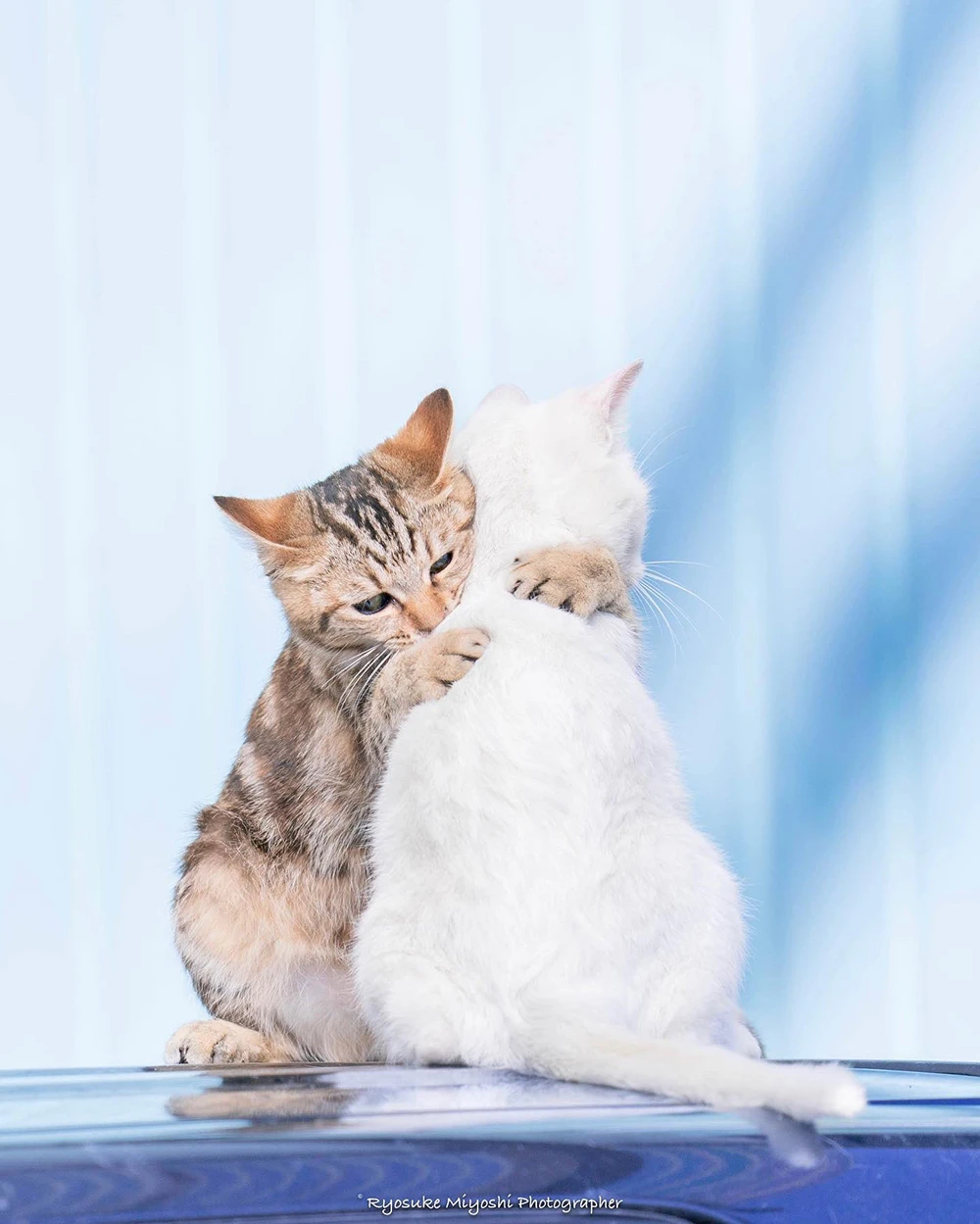 来看你拍了什么！《猫咪兼当摄影助理》踮起脚尖检查照片成果