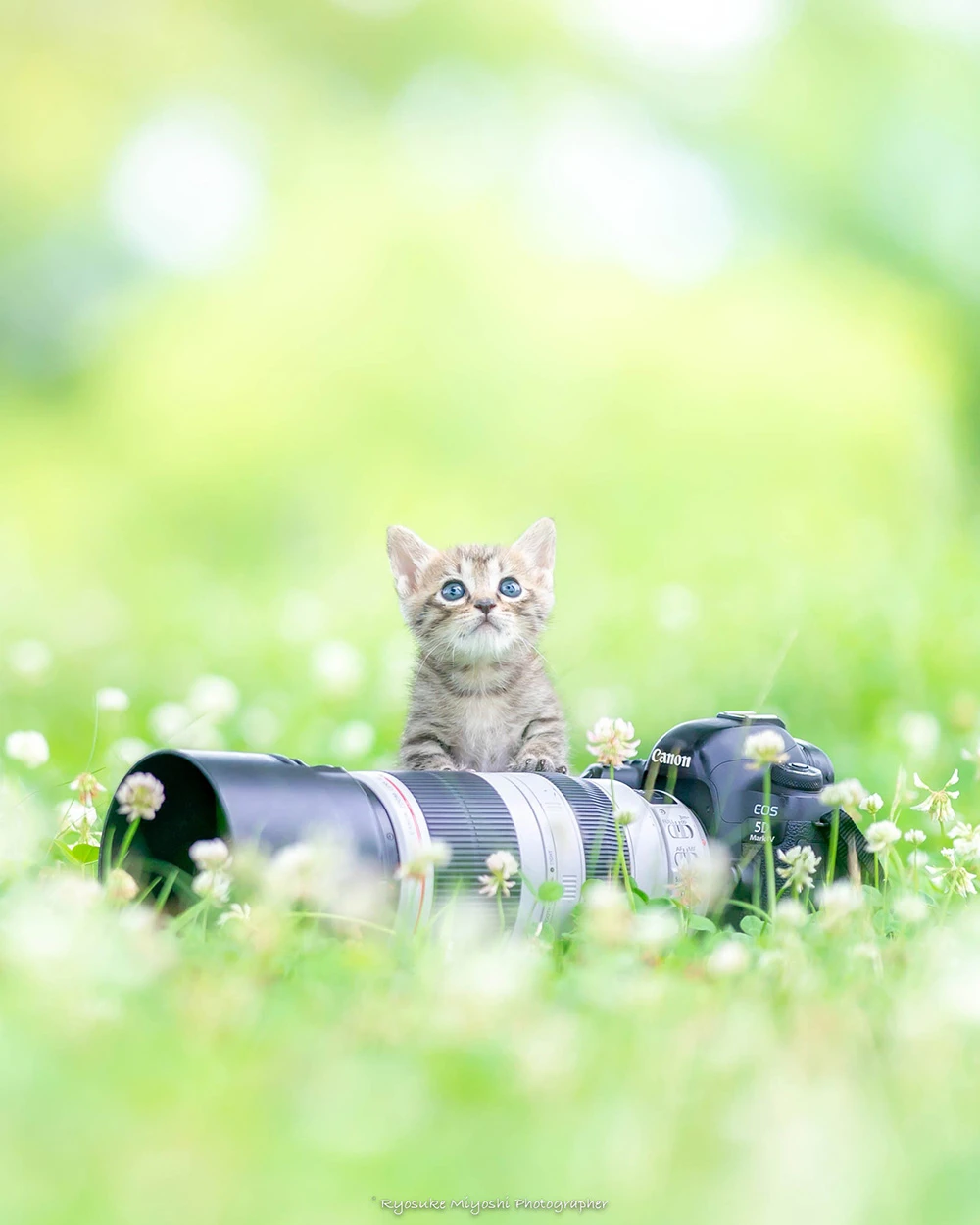 来看你拍了什么！《猫咪兼当摄影助理》踮起脚尖检查照片成果