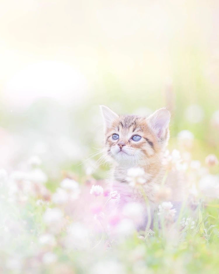 来看你拍了什么！《猫咪兼当摄影助理》踮起脚尖检查照片成果