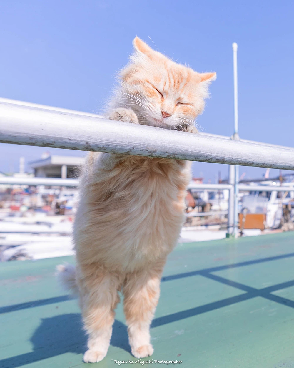 来看你拍了什么！《猫咪兼当摄影助理》踮起脚尖检查照片成果