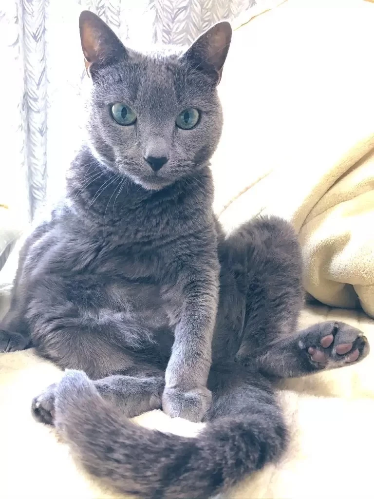 《绘画ＡＩ可以这样玩》１秒让爱猫化身性感猫娘 原来ＡＩ是用这种眼光看待你家的猫……