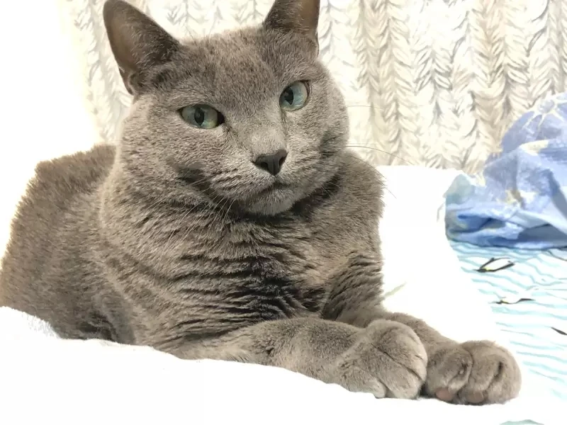 《绘画ＡＩ可以这样玩》１秒让爱猫化身性感猫娘 原来ＡＩ是用这种眼光看待你家的猫……