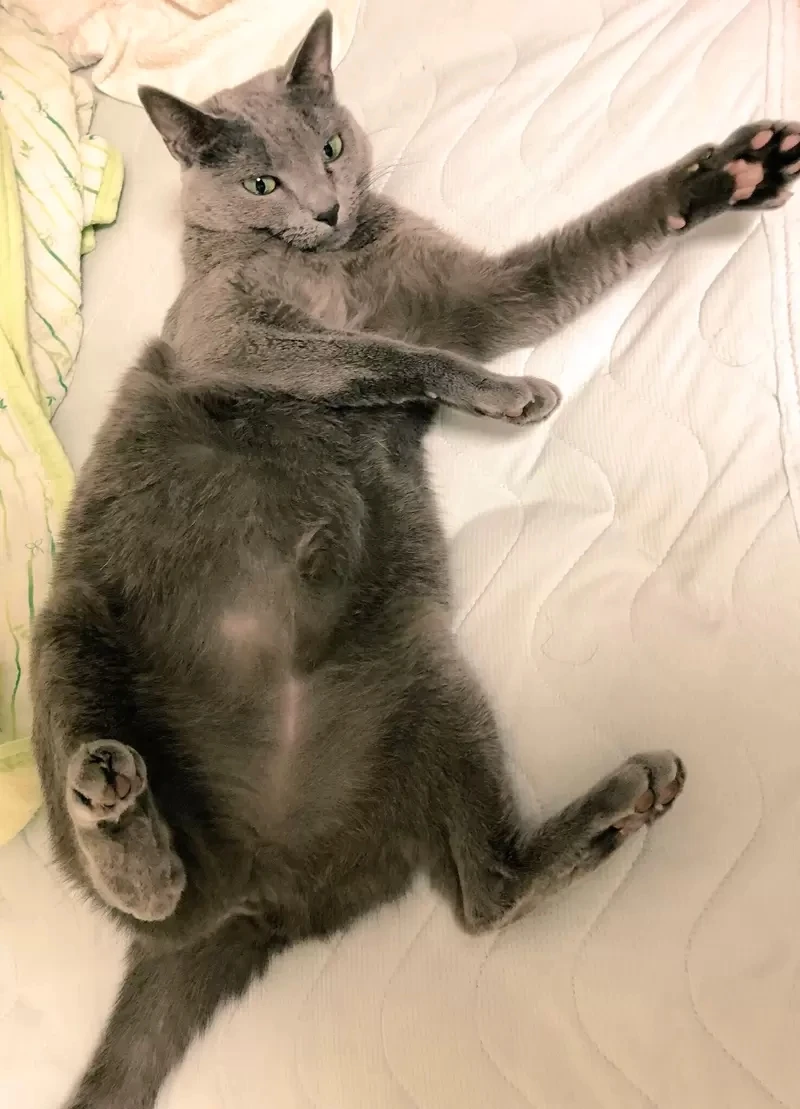 《绘画ＡＩ可以这样玩》１秒让爱猫化身性感猫娘 原来ＡＩ是用这种眼光看待你家的猫……