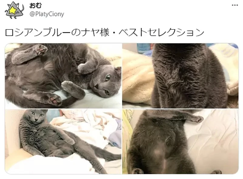 《绘画ＡＩ可以这样玩》１秒让爱猫化身性感猫娘 原来ＡＩ是用这种眼光看待你家的猫……