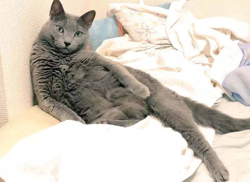 《绘画ＡＩ可以这样玩》１秒让爱猫化身性感猫娘 原来ＡＩ是用这种眼光看待你家的猫……