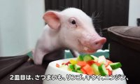 youtube频道《100天后会被吃的猪》进行到第99天所以再过几小时猪猪就会GG吗？